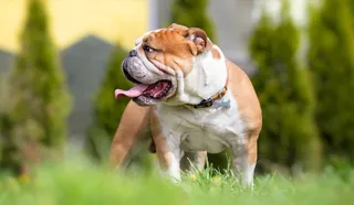 Bulldog