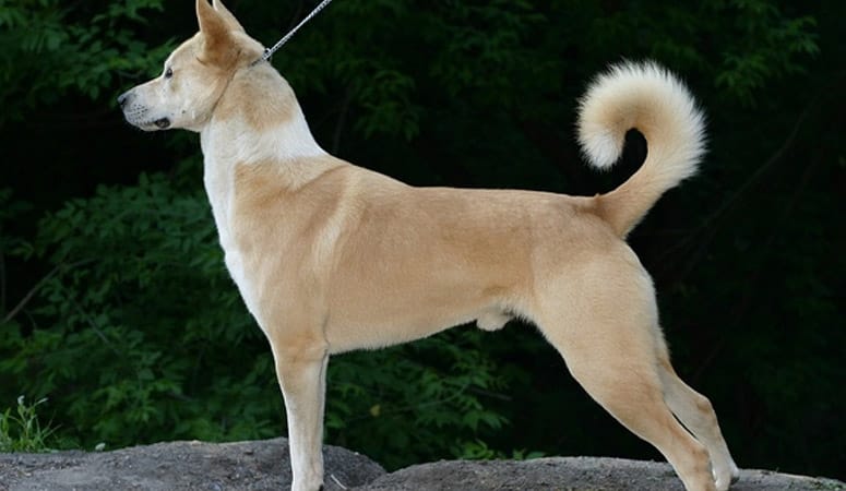 Canaan Dog