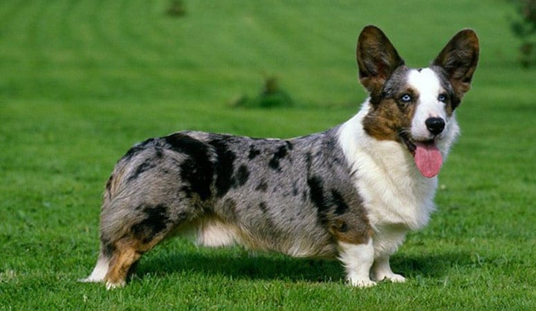 Cardigan Welsh Corgi