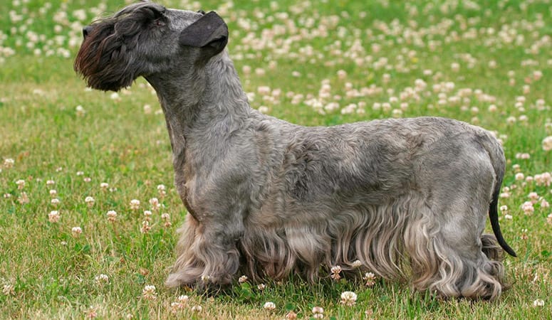 Cesky Terrier