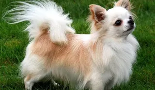 Chihuahua