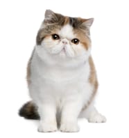 Exotic Shorthair Profile Find Paw Pal Exotic Shorthair Profile Find Paw Pal