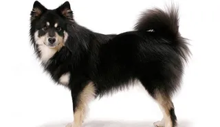 Finnish Lapphund