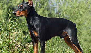 German Pinscher