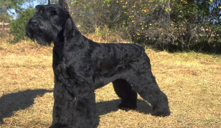 Giant Schnauzer