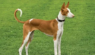 Ibizan Hound