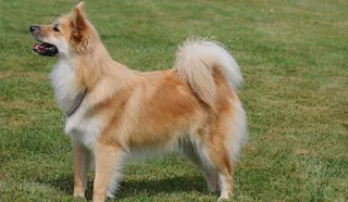 Icelandic Sheepdog