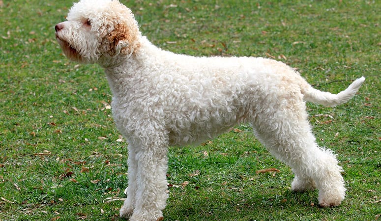 Lagotti Romagnoli