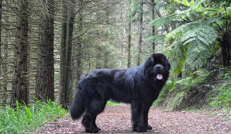 Newfoundland