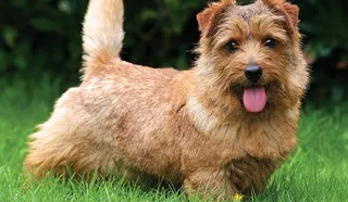 Norfolk Terrier