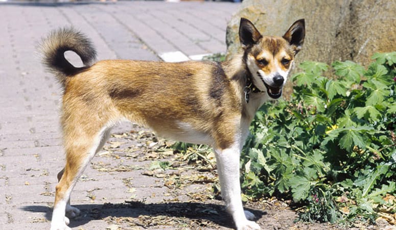 Norwegian Lundehund