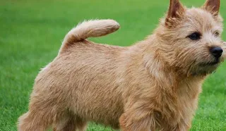 Norwich Terrier