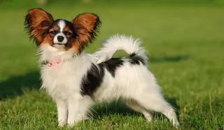Papillon