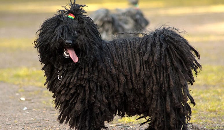 Puli