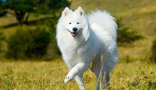 Samoyed