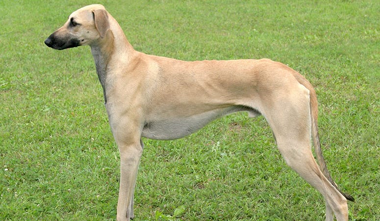 Sloughi