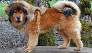Tibetan Mastiff