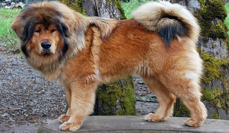 Cartello Di Avviso Cane Tibetan Mastiff, 30x15 Cm, PVC Resistente UV, Con Viti Inox, Fatto In Francia