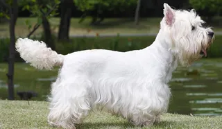 West Highland White Terrier