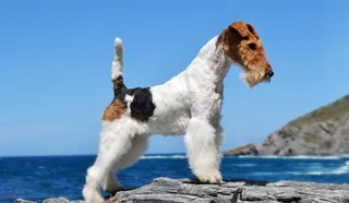 Wire Fox Terrier