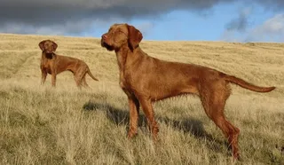 Wirehaired Vizsla