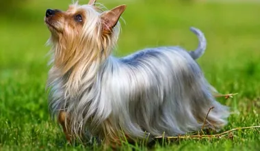 Yorkshire Terrier