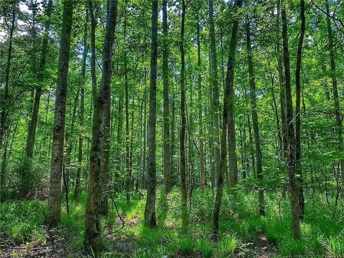 Lafayette, Chambers County, AL Undeveloped Land for sale Property ID: 418661564