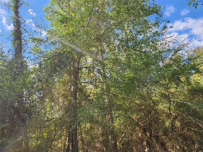 24 Hackberry, Plantersville, TX 77363 for Sale