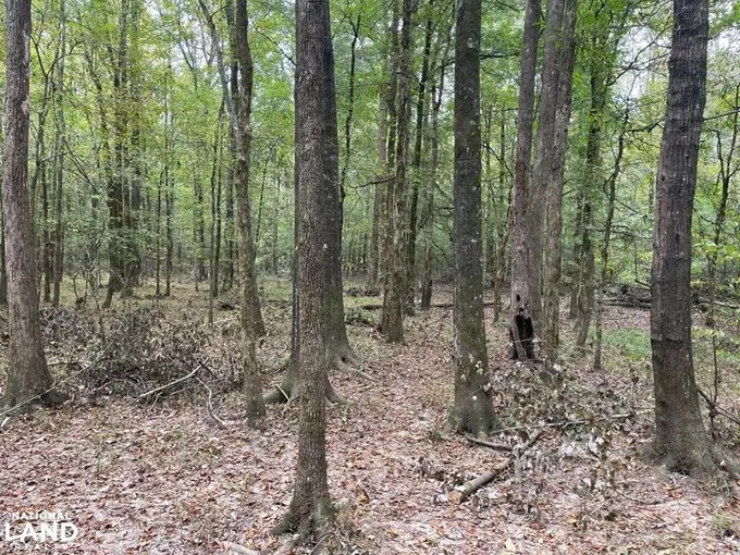 Carthage, Leake County, MS Recreational Property, Timberland Property, Hunting Property for sale Property ID: 415089441