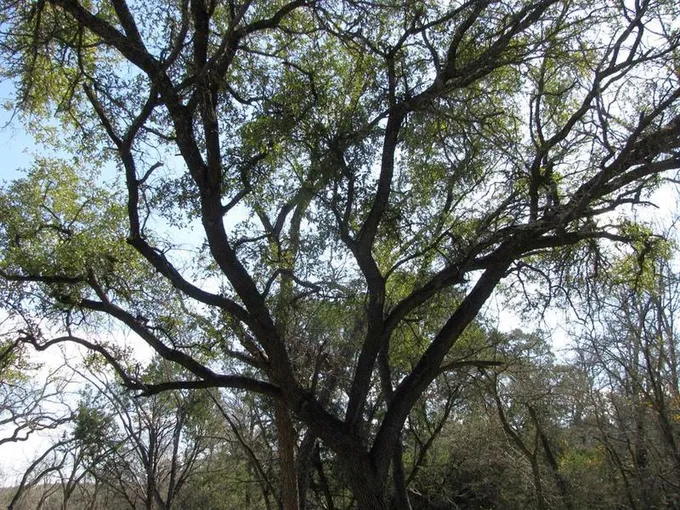 Lot 42 Ph 4 PR 42129, Evant, TX 76525 for Sale