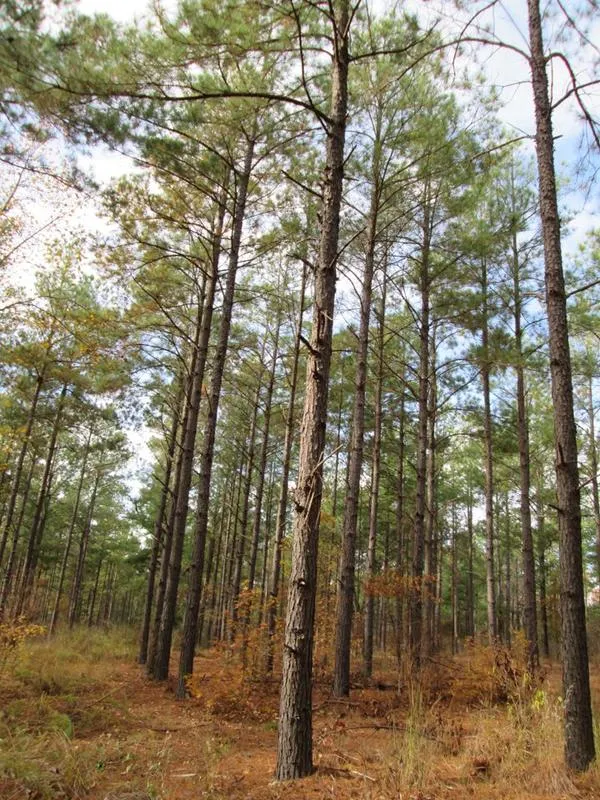 Canton, Van Zandt County, TX Farms and Ranches, Recreational Property, Timberland Property for sale Property ID: 418513451