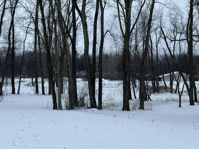 9466 DAN SMITH RD, Watervliet, MI 49098 Land For Sale  MLS# 24004299