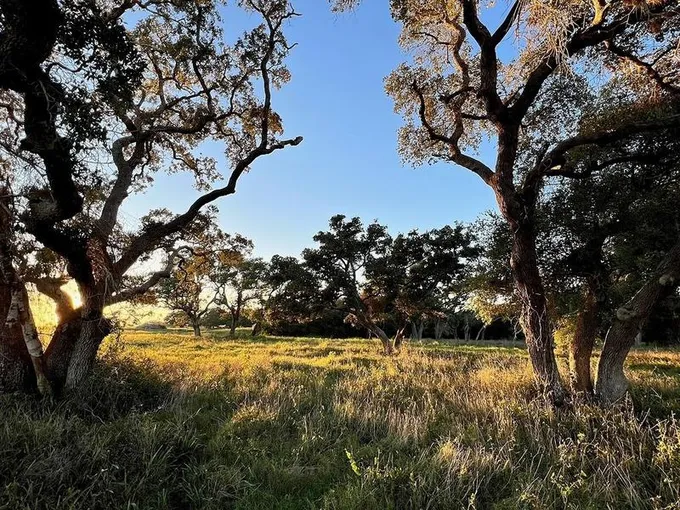 Tract 8 Roitsch Road, Schulenburg, TX 78956 for Sale