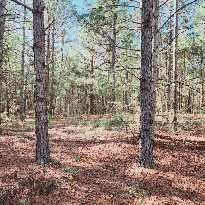 Wrens, Jefferson County, GA Undeveloped Land for sale Property ID: 418724296