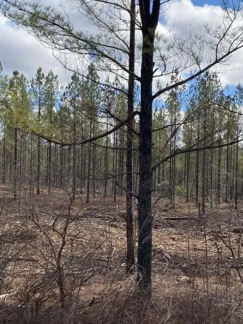 Lot 4 Thomas Springs Road, Unit LOT 4, Crossville, TN 38572 for Sale