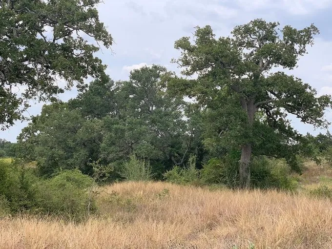 TBD County Road 388, Hallettsville, TX 77964 for Sale