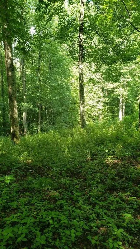 Bakersville, Mitchell County, NC Undeveloped Land, Homesites for sale Property ID: 414658453