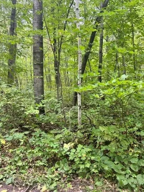 xyz Chipmunk Pass, Cushing Township, MN 56443 - MLS 6483434 for Sale