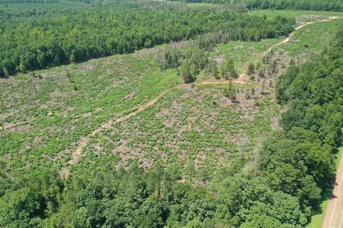 Linden, Cass County, TX Timberland Property, Hunting Property for sale Property ID: 417046350
