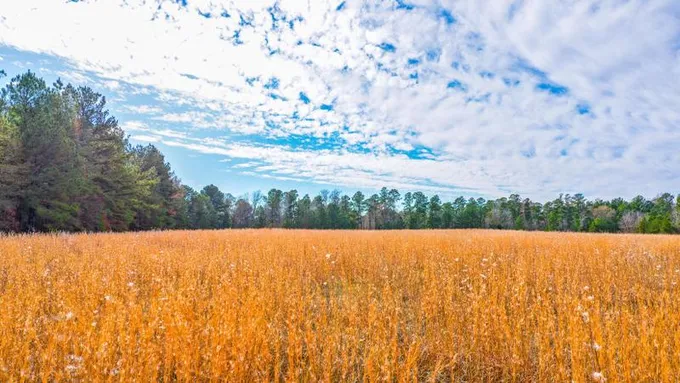 De Berry, Panola County, TX Farms and Ranches, Recreational Property, Hunting Property for sale Property ID: 418700160