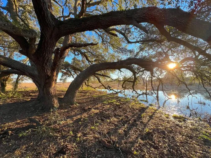 Damon, Brazoria County, TX Farms and Ranches, Undeveloped Land for sale Property ID: 418796540