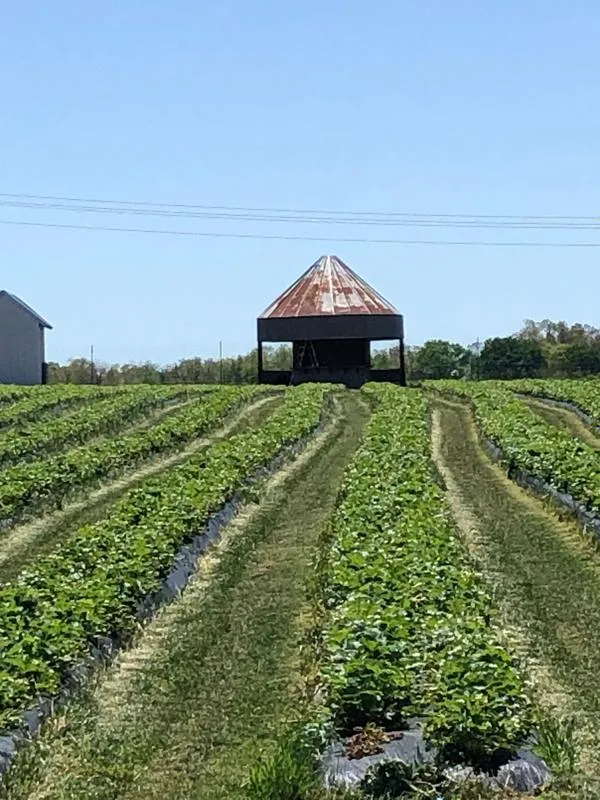 Ozark, Christian County, MO Farms and Ranches, Commercial Property for sale Property ID: 418854816
