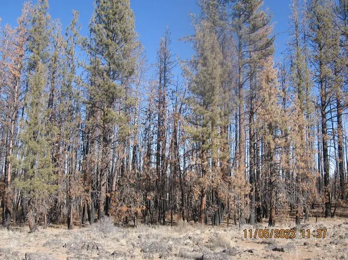 Lot 14N White Birch Way, Bly, OR 97622 - MLS 220173975 for Sale