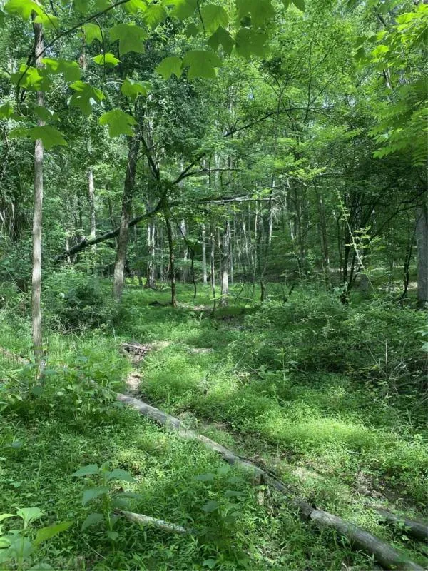 TBD SPRING DRIVE, Newport, VA 24128 Land For Sale  MLS# 412341