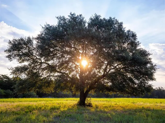 571 Vineyard View Trl LOT 10, Carmine, TX 78932 for Sale