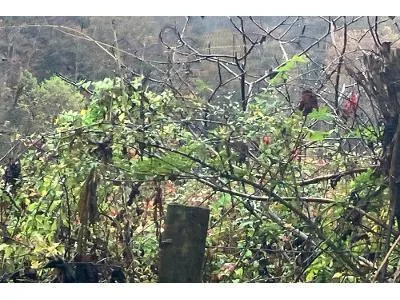 Lower Caney Creek Rd for Sale
