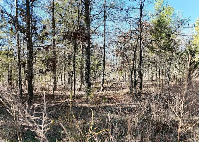 Antlers, Pushmataha County, OK Recreational Property, Undeveloped Land, Hunting Property for sale Property ID: 418561125