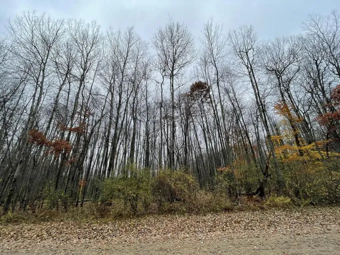 Canadian Lakes, Mecosta County, MI Homesites for sale Property ID: 415871897
