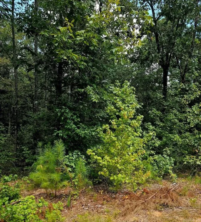 LOT 8 QUAIL RUN, Malvern, AR 72104 Land For Sale  MLS# 23027147