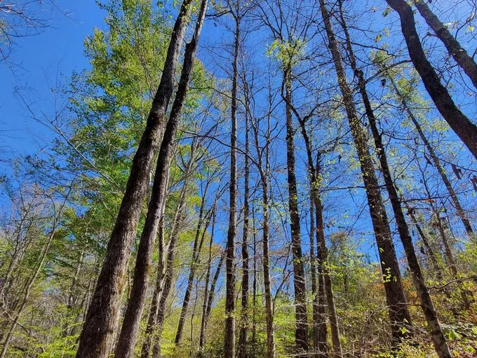 Pine Hill, Wilcox County, AL Recreational Property, Timberland Property, Hunting Property for sale Property ID: 416091342